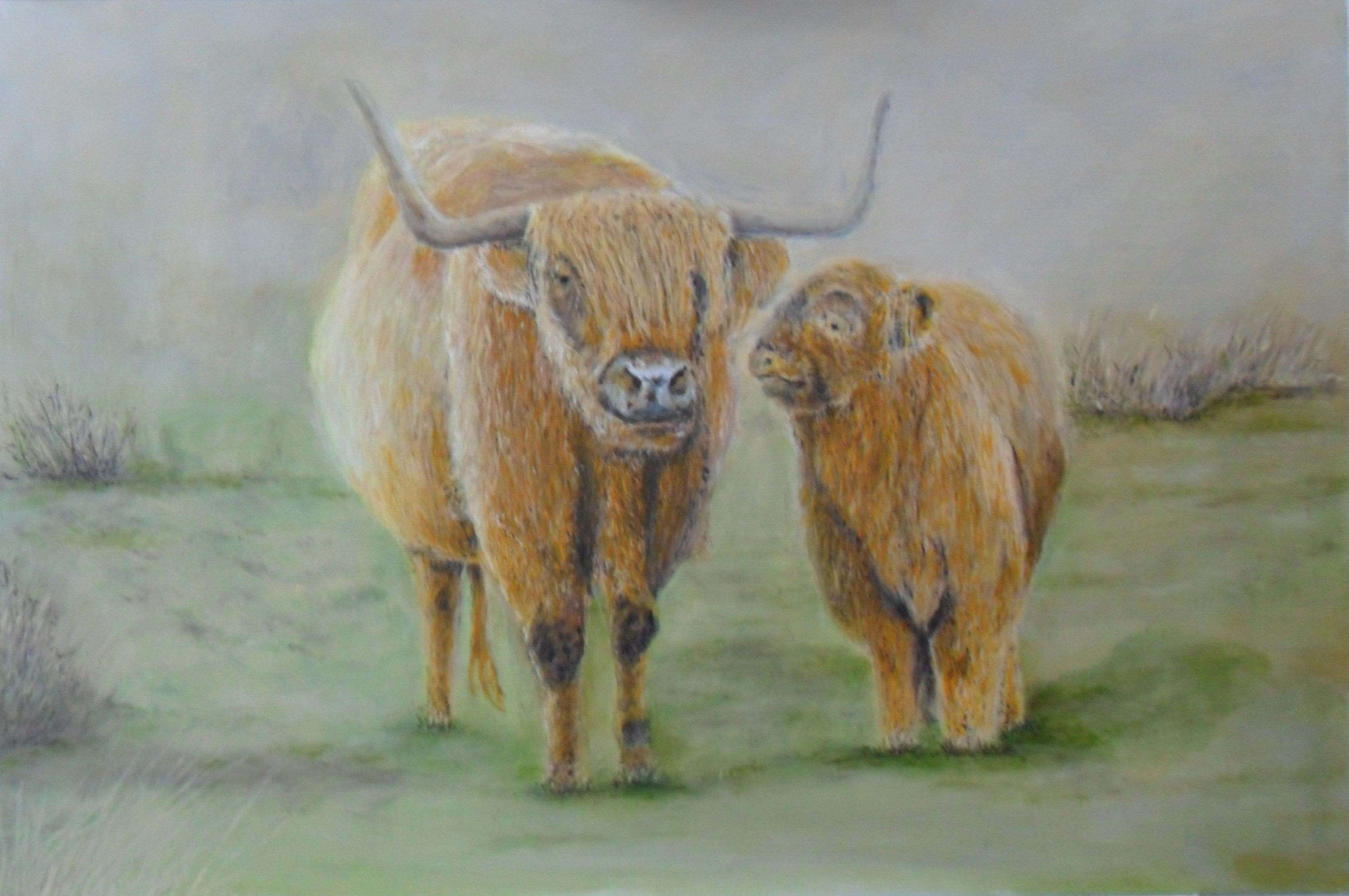 schotse hooglanders